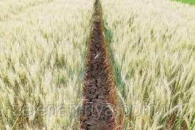 Насіння озимою пшениці Активус Еліта (Остиста), фото 1