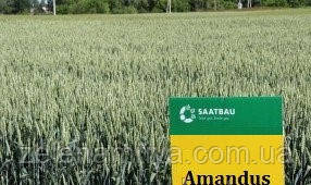 Насіння озимої пшениці Амандус Еліта (Остиста), фото 1