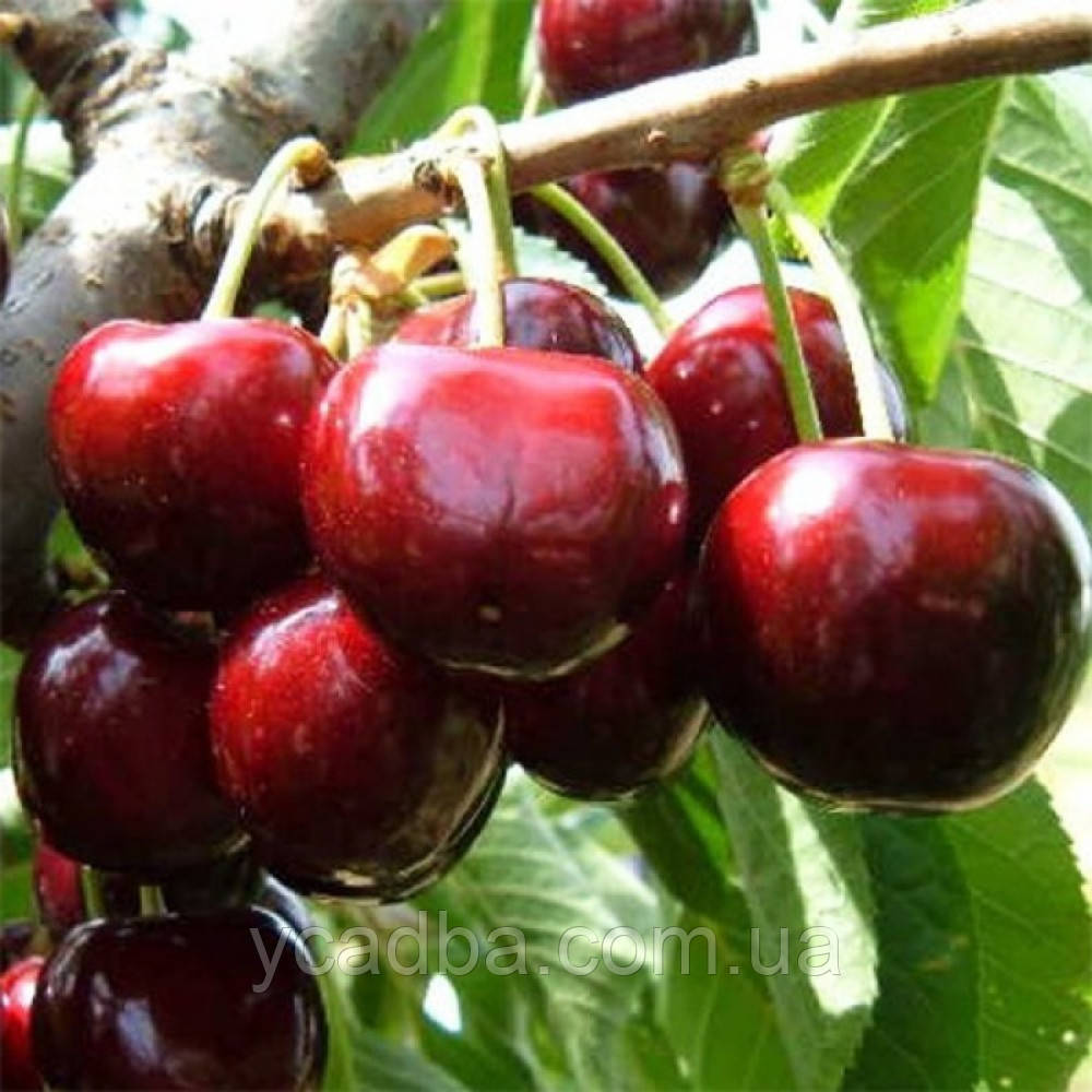 Черешня Стар (середньо-пізня)