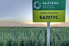 Насіння озимої пшениці Балітус Еліта (Безоста), фото 1