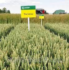 Насіння озимою пшениці Туранус Еліта (Остиста), фото 1
