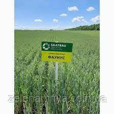 Насіння озими пшениці Фаунус Еліта (Безоста), фото 1