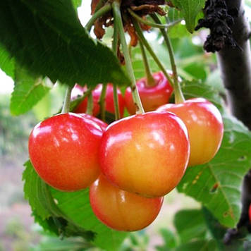 Черешня Дончанка (середньо-пізня)