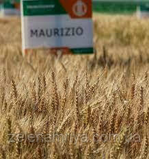 Насіння озимої пшениці Мауріціо Еліта (Остиста), фото 1