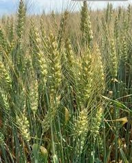Насіння озими пшениці Балатон Еліта (Безоста), фото 1
