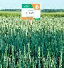 Насіння озими пшениці Роланд Еліта (Безоста), фото 1