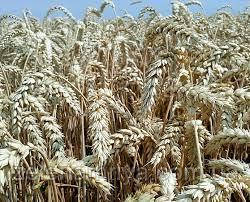 Насіння озимої пшениці Паннокіус Еліта (Остиста), фото 1