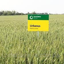 Насіння озими пшениці Урбанус Еліта (Остиста), фото 1