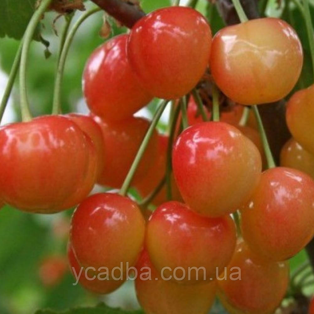 Черешня Райнер (пізня)