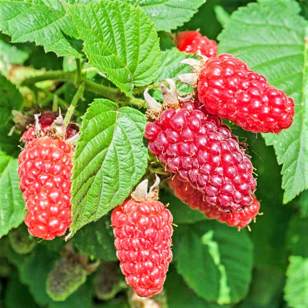 Саджанці (кущі) літньої малини Королівська - рання, великоплідна, врожайна, фото 1