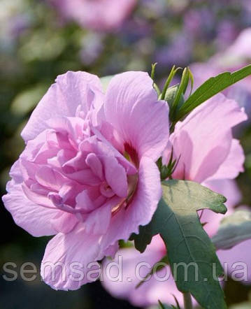 Гібіскус сирійський Лавендер Шифон \ Hibiscus syriacus Lavender Chiffon ( саджанці С2л)