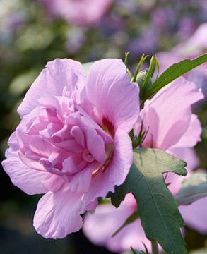 Гібіскус сирійський Лавендер Шифон \ Hibiscus syriacus Lavender Chiffon ( саджанці С2л), фото 1