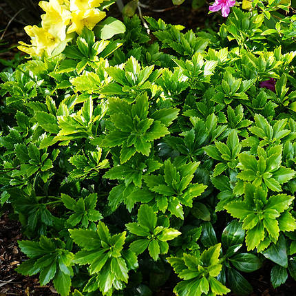 Пахісандра Терміналіс / Pachysandra Terminalis, фото 2