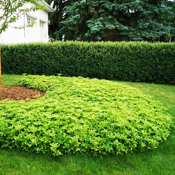 Пахісандра Терміналіс / Pachysandra Terminalis