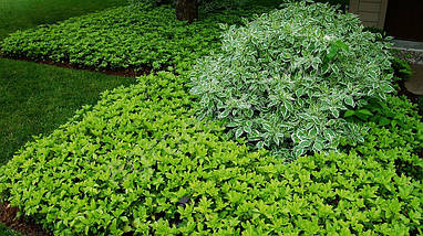 Пахісандра Терміналіс / Pachysandra Terminalis, фото 3