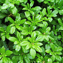 Пахісандра Терміналіс / Pachysandra Terminalis, фото 4