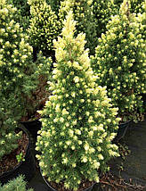 Ялина канадська Рейнбоуз Енд / Picea Rainbow's End, фото 6