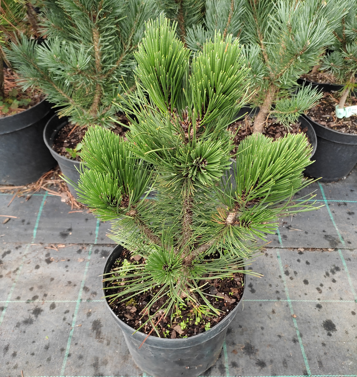 Сосна белокорая Малинки / h 40-50 / Pinus leucodermis Malinki - фото 3 - id-p1351189178