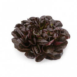 КЛИ — салат, Rijk Zwaan, 1 тис — сім'ян