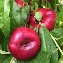 Нектарин інжирний Донат (середньостиглий)