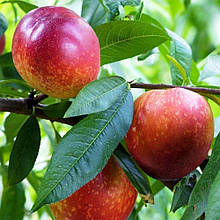 Нектарин Сноу квін (середньостиглий)