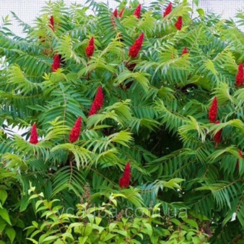 Сумах оленерогий Діссекта, фото 1