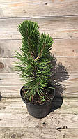 Сосна гельдрейха Компакт Джем/ Pinus heldreichii 'Compact Gem' С7.5 /Н 30-50