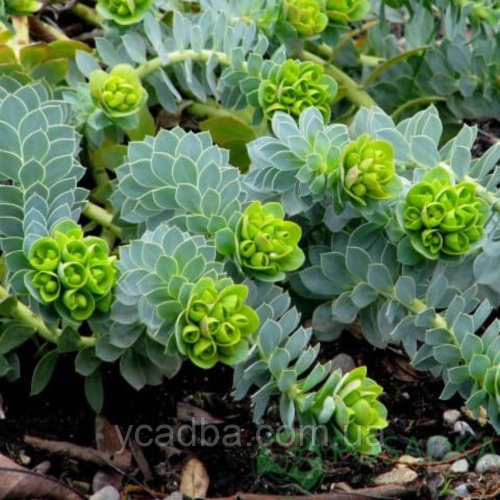 Молочай міртолистний (горщик 0,5л), фото 1