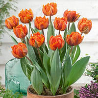 Цибулини тюльпанів махрових Orange Princess 10/11 30 шт