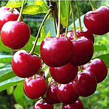 Вишня Зустріч (рання)