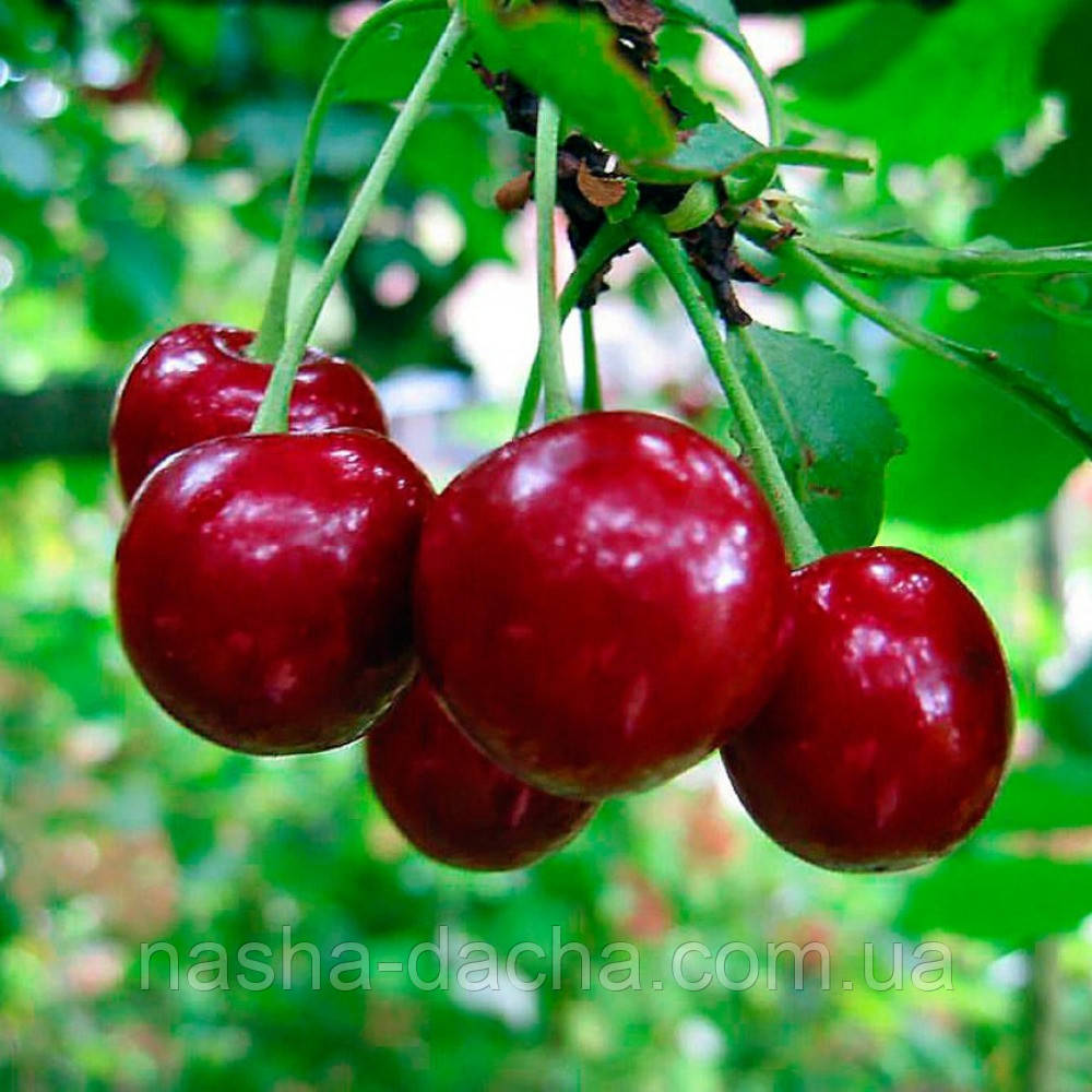 Вишня Ранній десерт (рання)