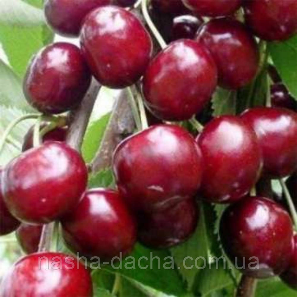 Вишня Перемога (пізня)