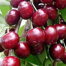 Вишня Перемога (пізня)