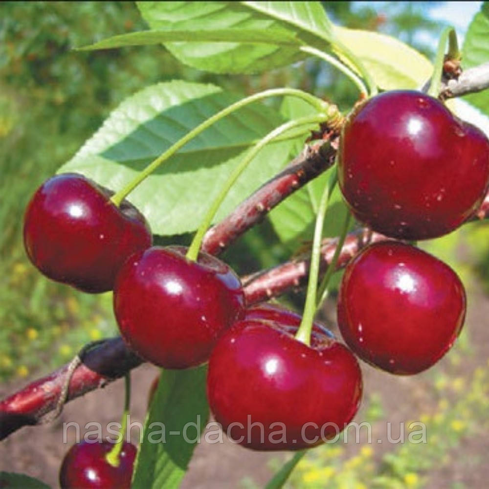 Вишня Ерді Великоплідна (рання)
