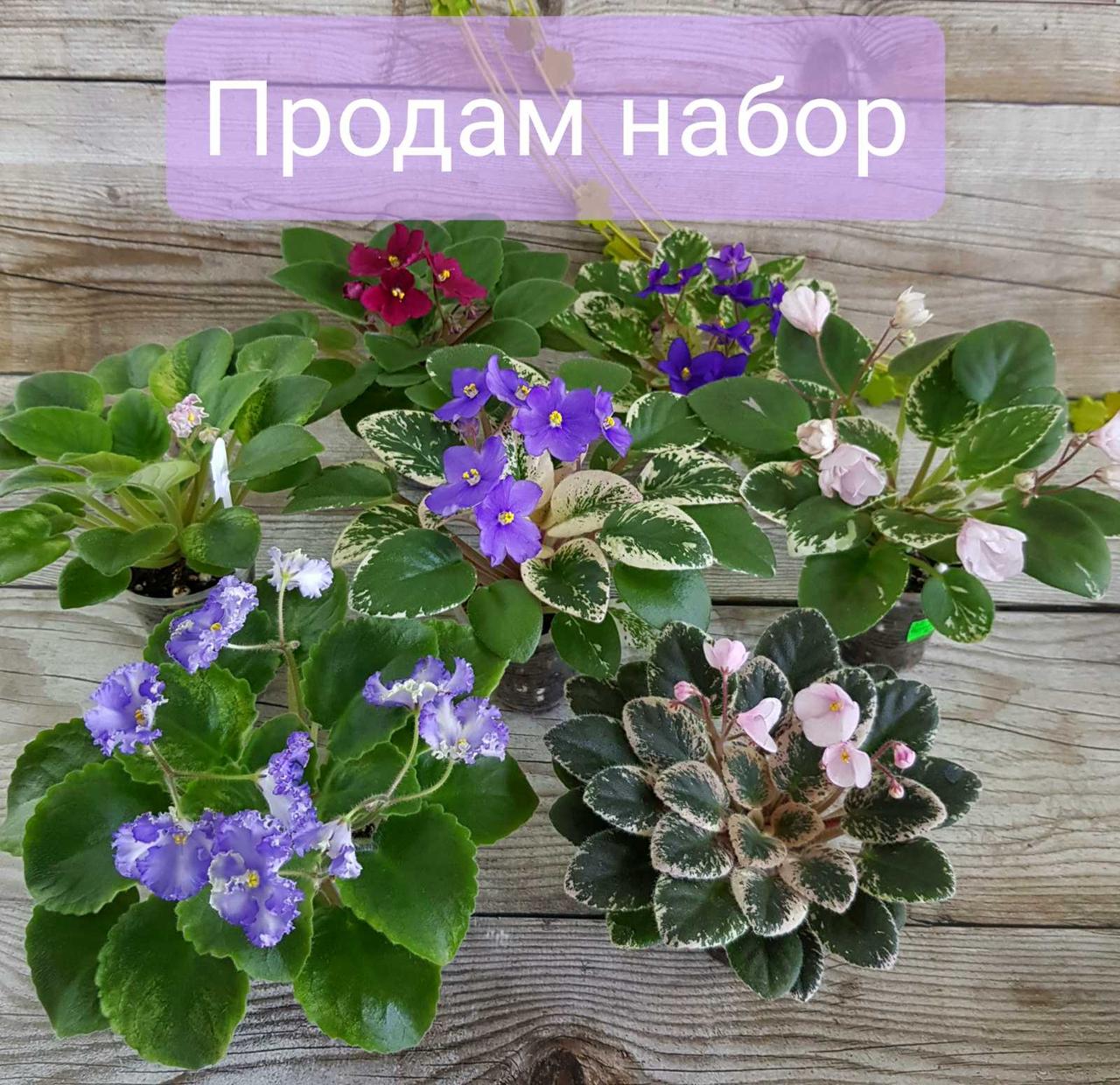 Набір фіалок міні і полумини