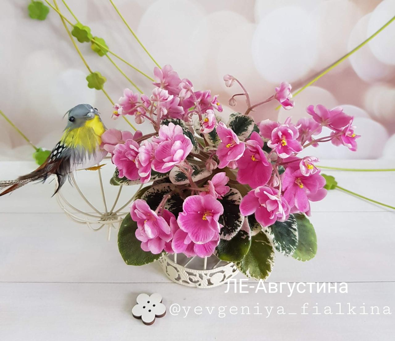 Фіалка ЛЕ-Августина дитинко