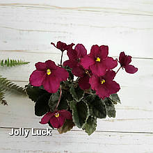 Фіалка Jolly Luck дитинко