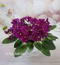 Фіалка Jolly Jubilee дитинко