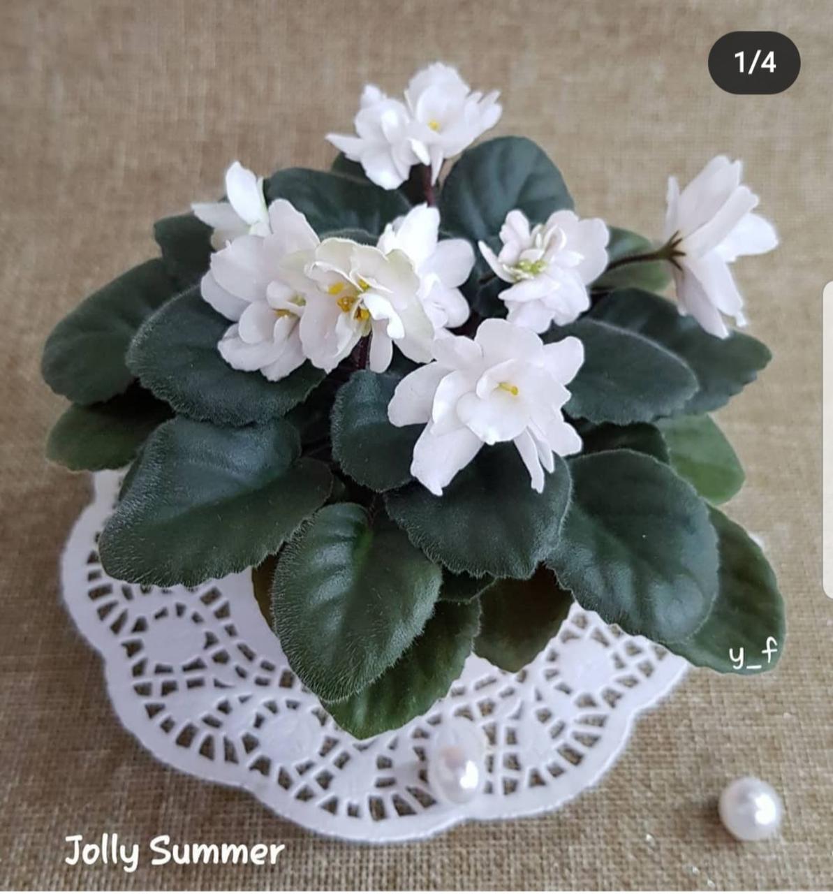Фіалка Jolly Summer дитинко