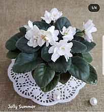 Фіалка Jolly Summer дитинко