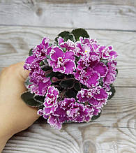 Фіалка Jolly Frills дитинко