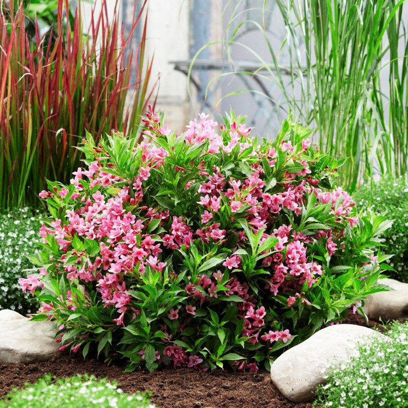 Вейгела Пікобелла Роза / Weigela Picobella Rosa