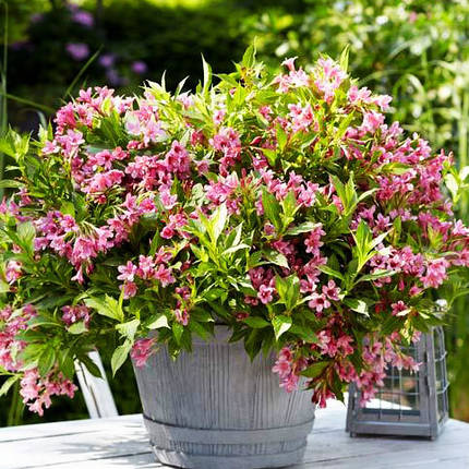 Вейгела Пікобелла Роза / Weigela Picobella Rosa, фото 2