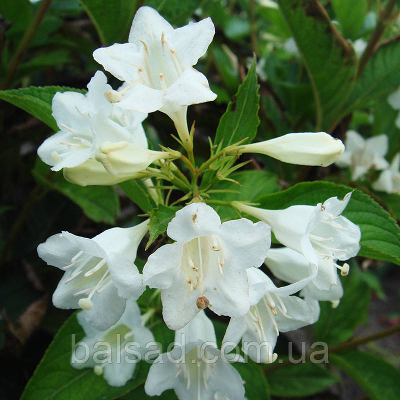 Вейгела Кандіда / Weigela Candida