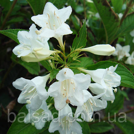 Вейгела Кандіда / Weigela Candida, фото 1