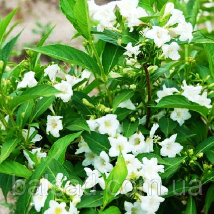 Вейгела Кандіда / Weigela Candida, фото 3