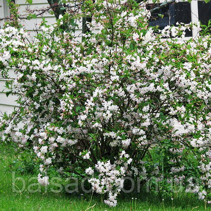 Вейгела Кандіда / Weigela Candida, фото 4