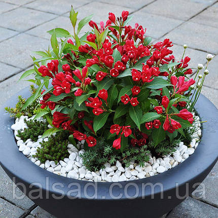 Вейгела Олл Саммер Ред / Weigela All Summer Red, фото 3
