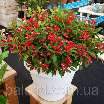 Вейгела Олл Саммер Ред / Weigela All Summer Red, фото 4
