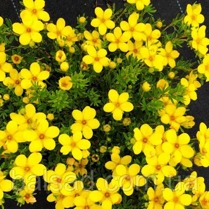 Перстач Бела Ліндсей / Potentilla Bella Lindsey, фото 1